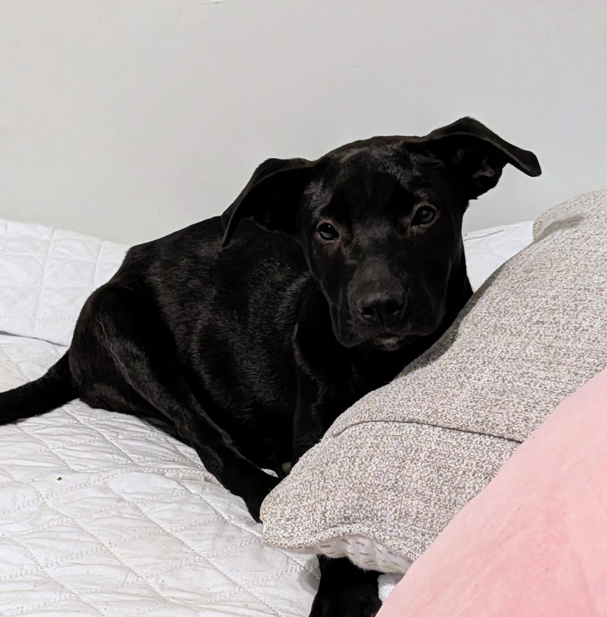Elsie, an adopted mixed breed in Oceanport, NJ image 5/5