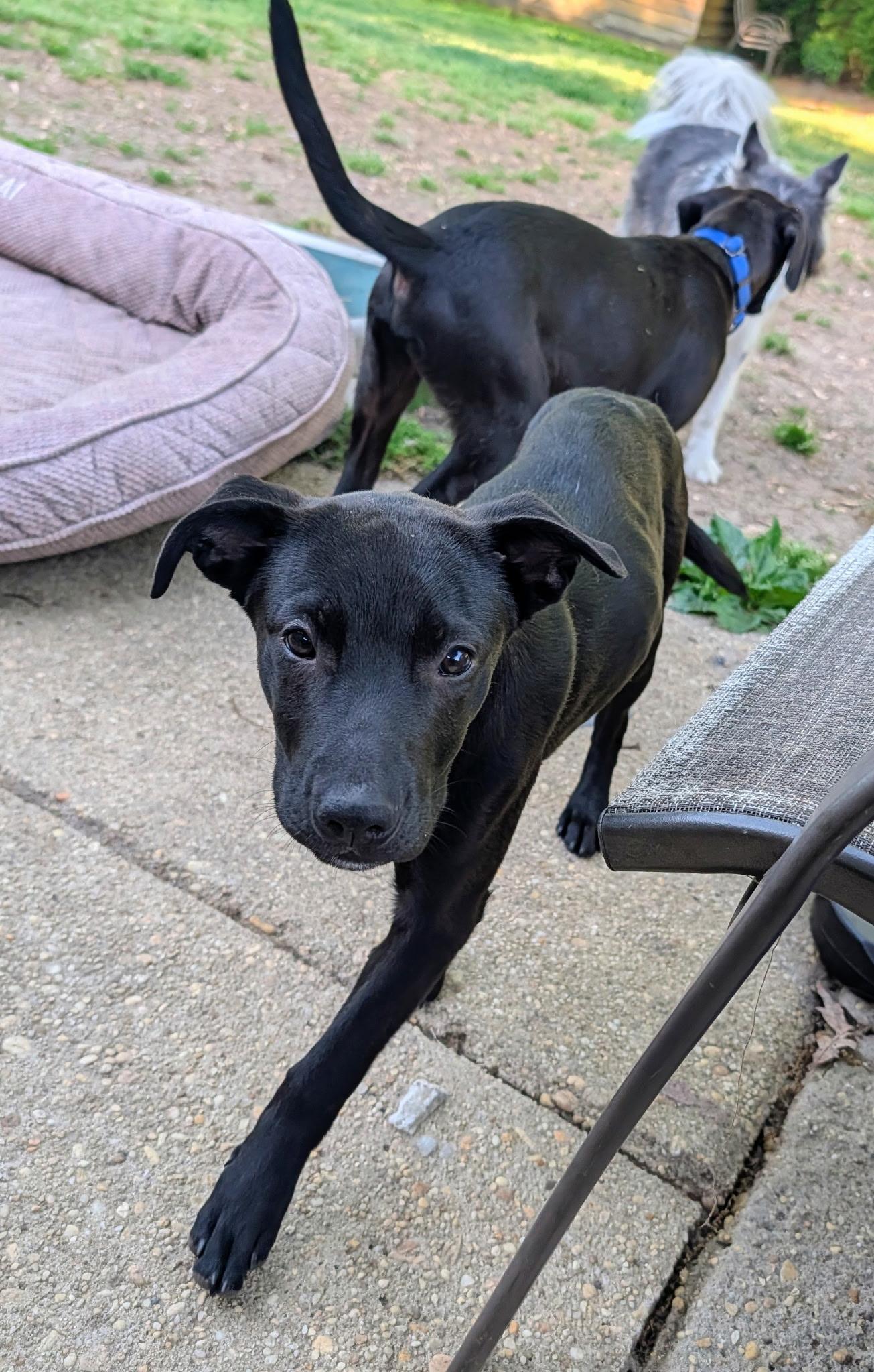 Elsie, an adopted mixed breed in Oceanport, NJ image 3/5