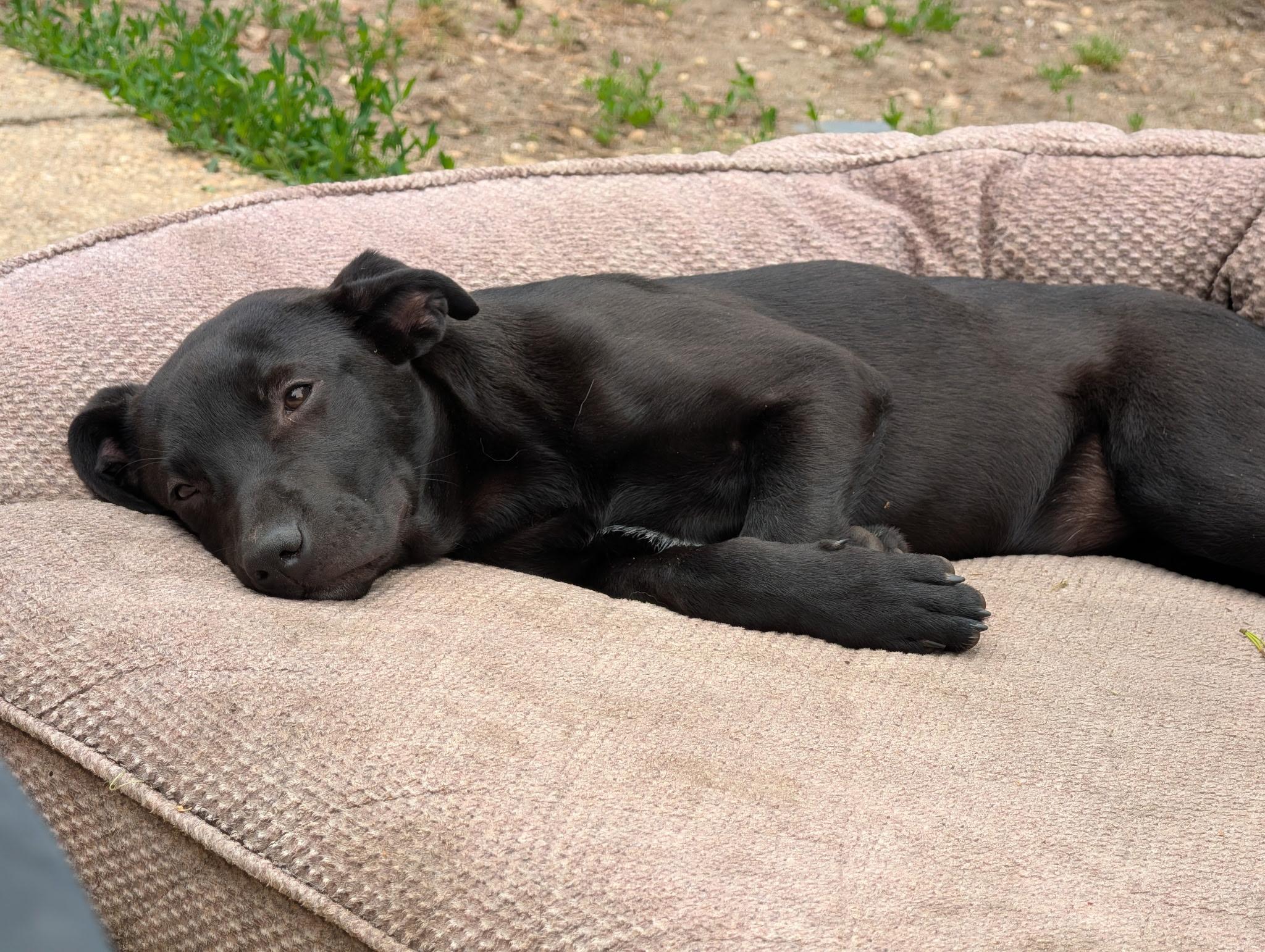 Elsie, an adopted mixed breed in Oceanport, NJ image 2/5