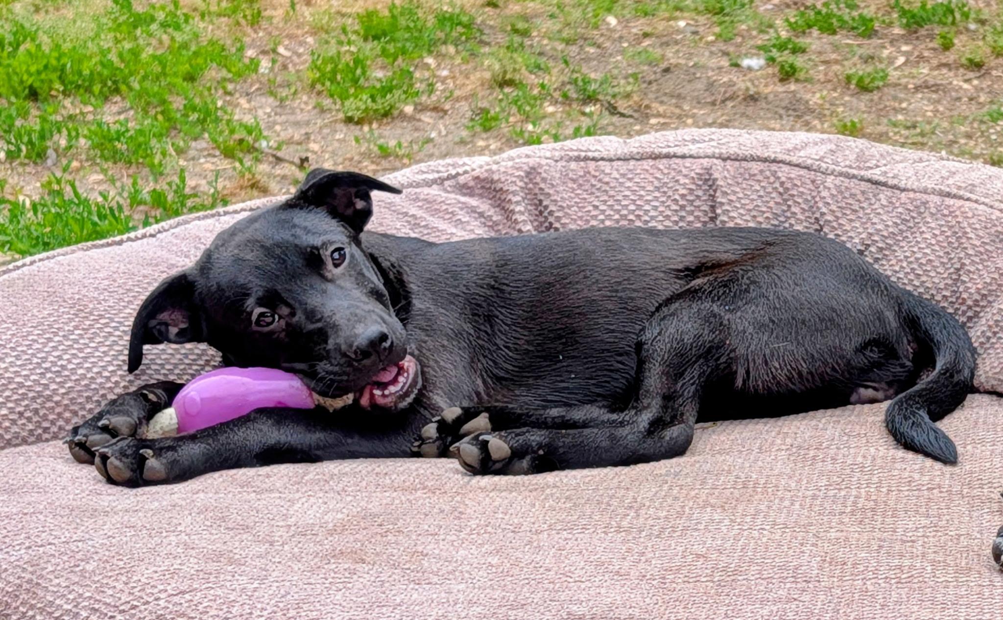 Elsie, an adopted mixed breed in Oceanport, NJ image 4/5