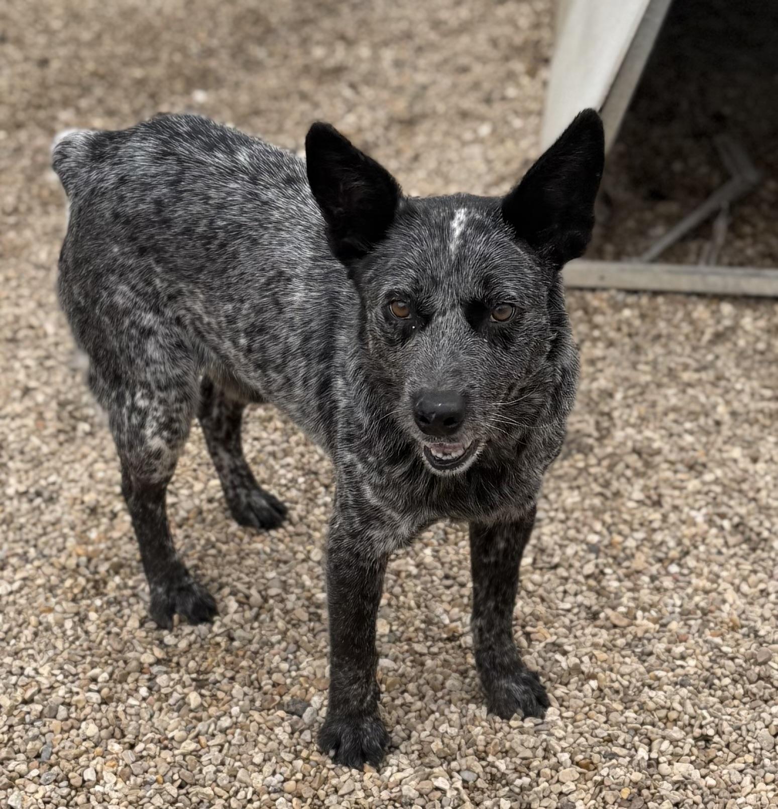 Enlarge Barry, a ADOPTABLE Australian Cattle Dog / Blue Heeler in Rayne, LA image 3/3