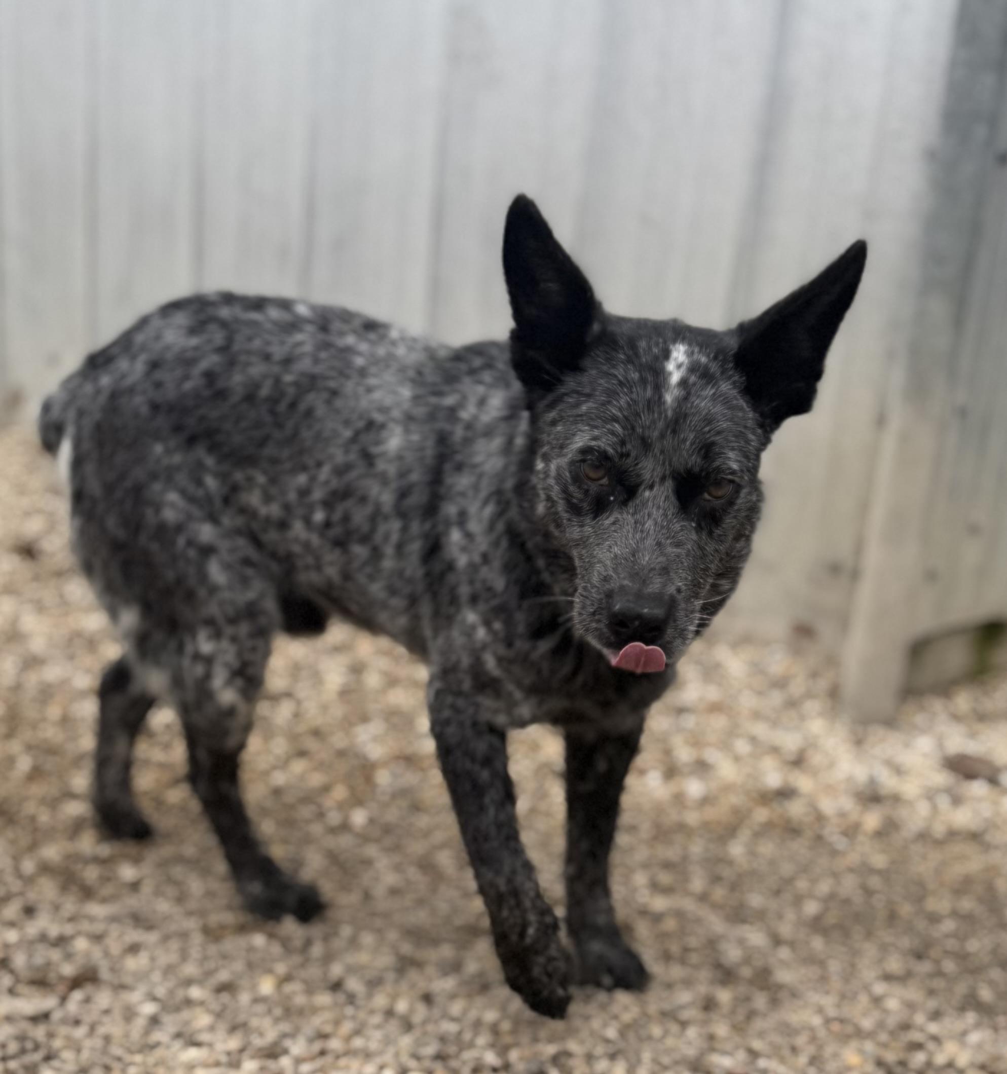 Barry, ADOPTABLE, Adult Male Australian Cattle Dog / Blue Heeler.