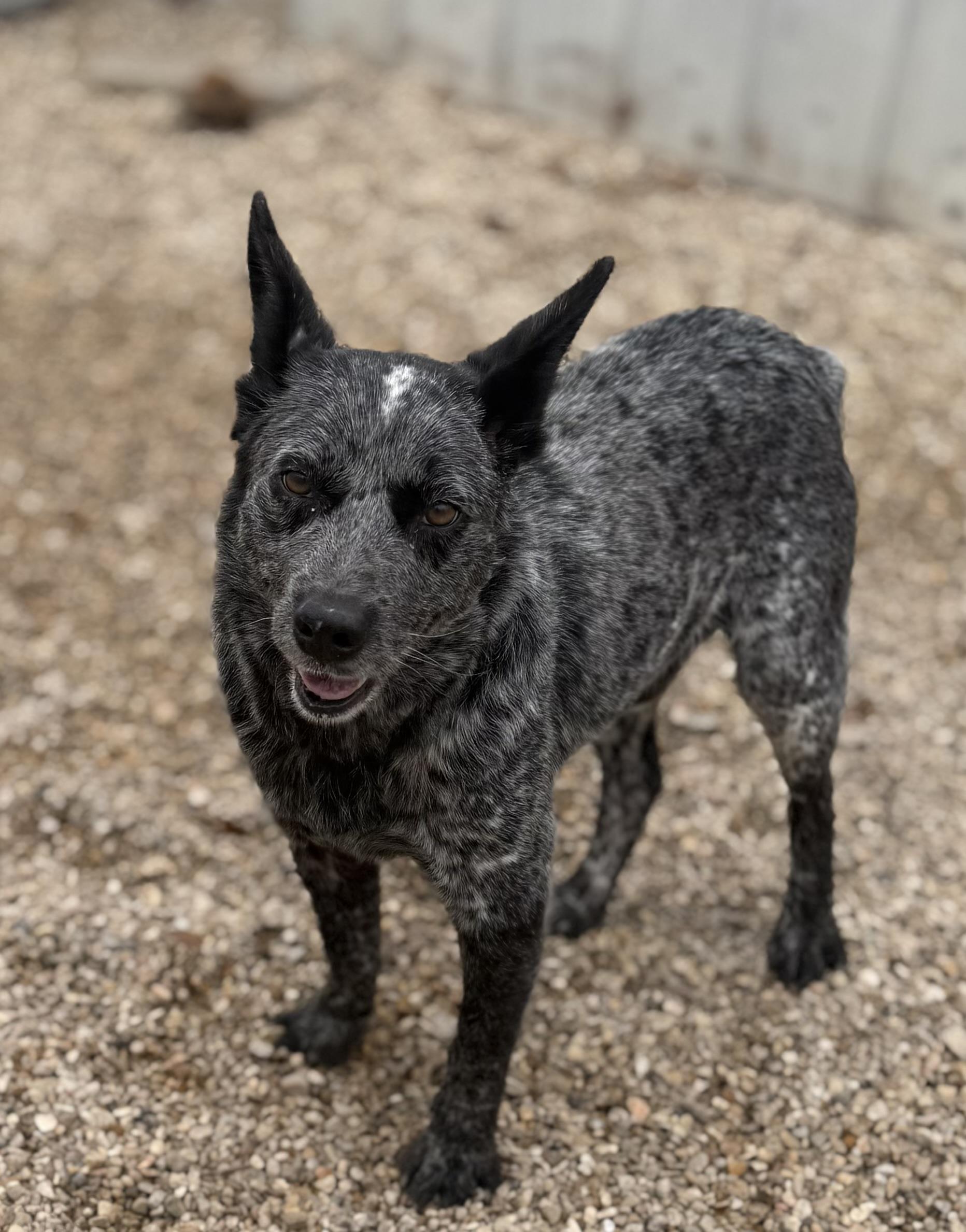 Enlarge Barry, a ADOPTABLE Australian Cattle Dog / Blue Heeler in Rayne, LA image 2/3