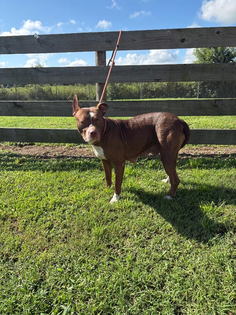 Susie, Adoptable, Young Female Pit Bull Terrier.
