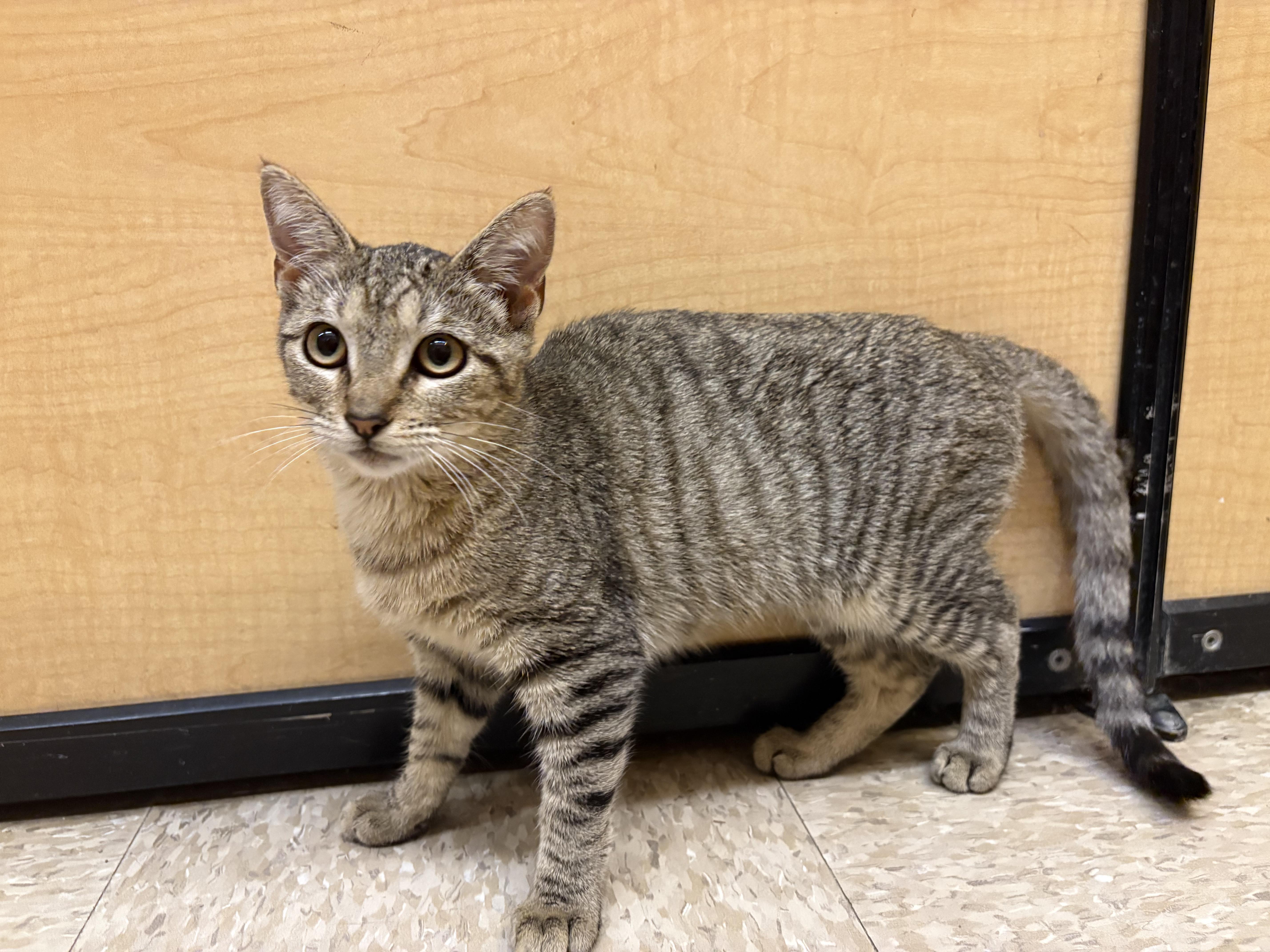 Enlarge Hines, a Adopted mixed breed in Albuquerque, NM image 4/4