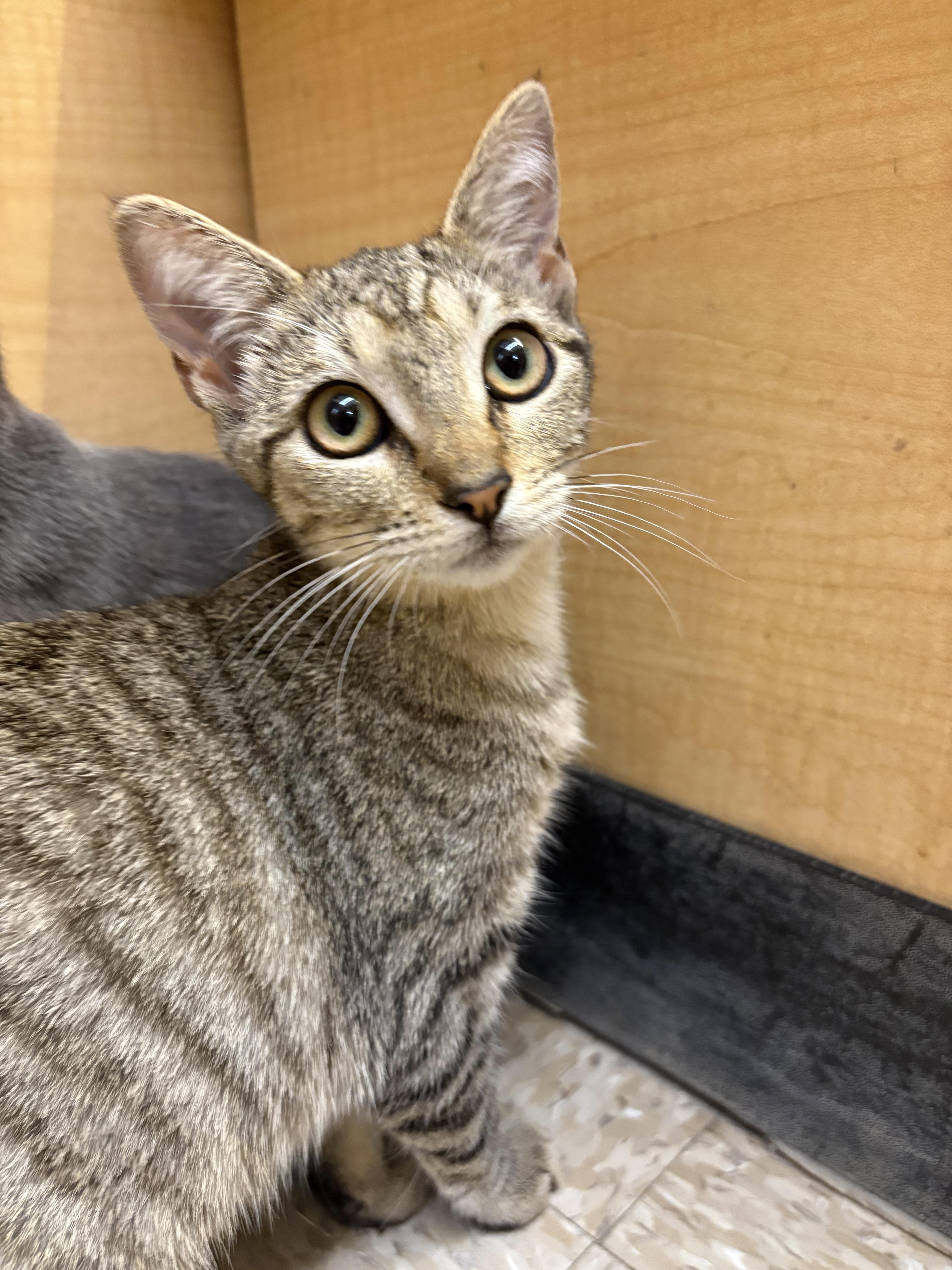 Enlarge Hines, a Adopted mixed breed in Albuquerque, NM image 1/4