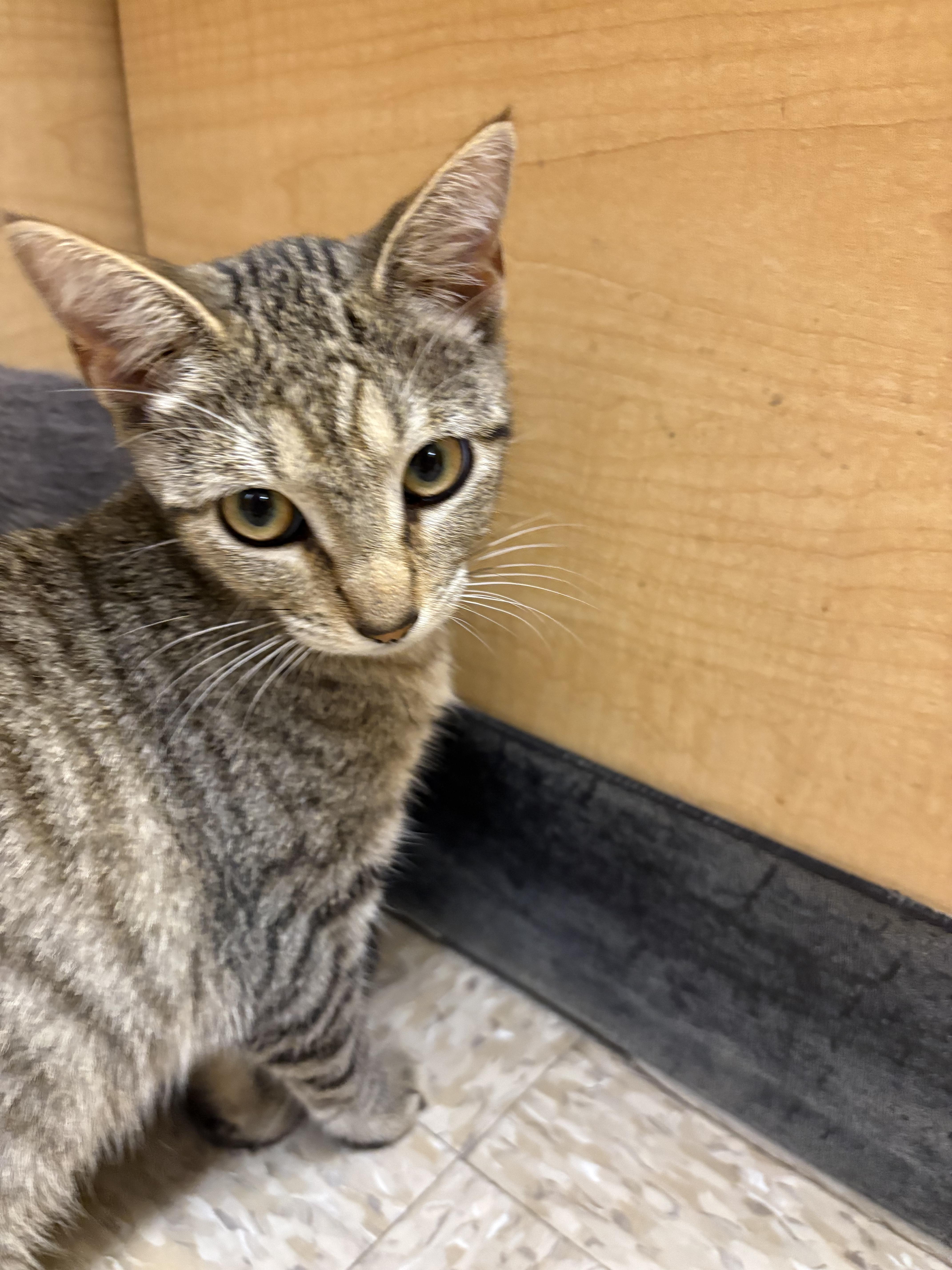Enlarge Hines, a Adopted mixed breed in Albuquerque, NM image 2/4