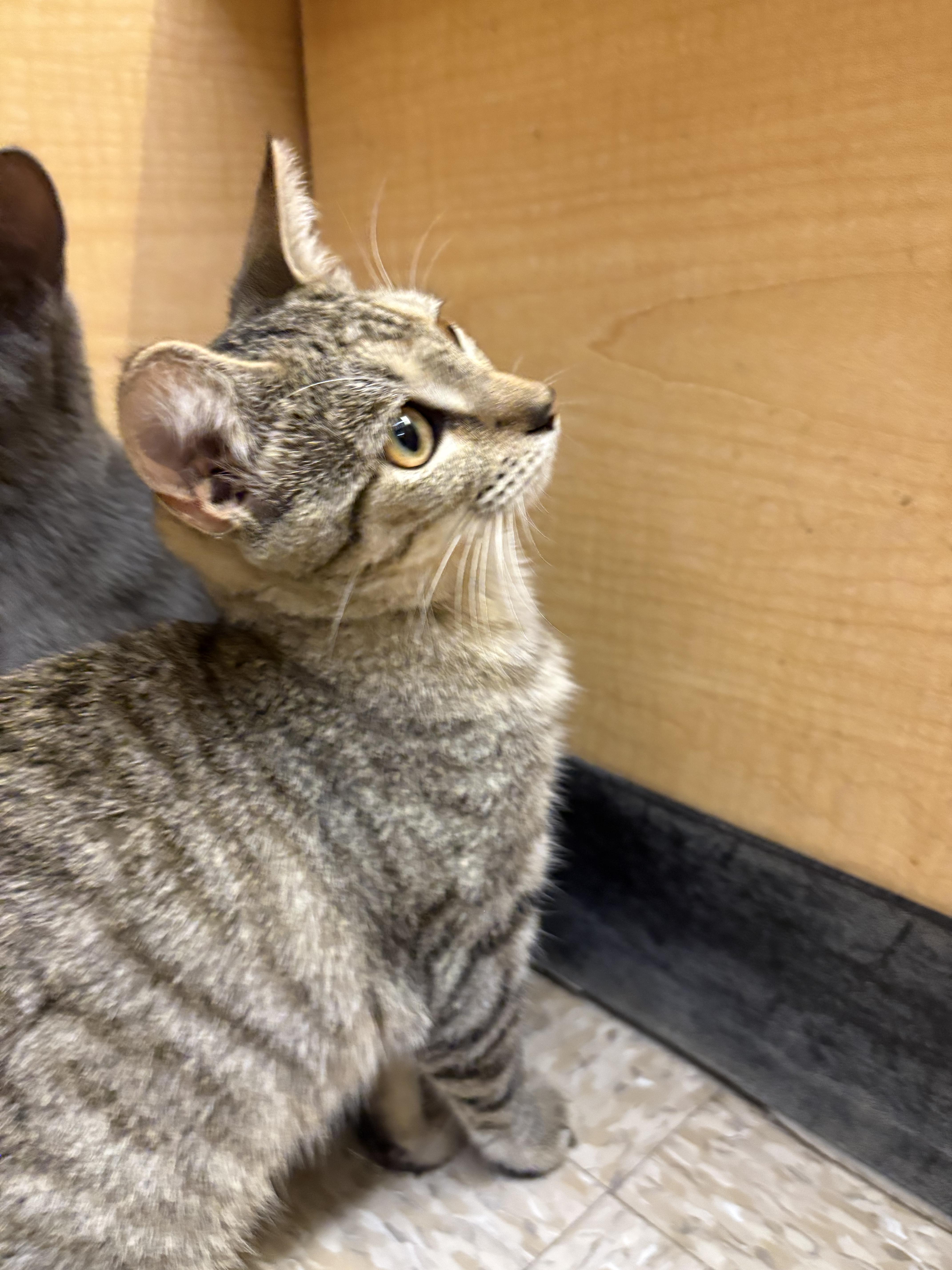 Enlarge Hines, a Adopted mixed breed in Albuquerque, NM image 3/4