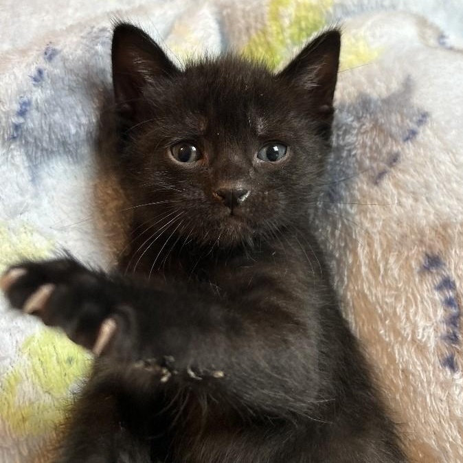 Enlarge Linton, a Adoptable Domestic Short Hair in Rossville, TN image 3/3
