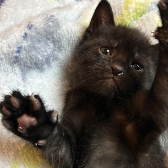 Enlarge Linton, a Adoptable Domestic Short Hair in Rossville, TN image 2/3