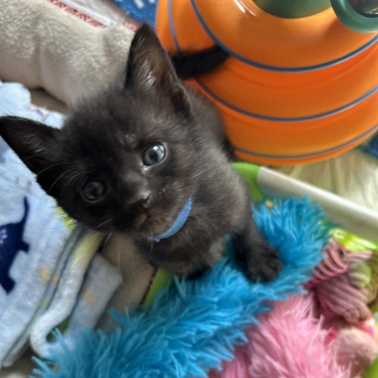 Enlarge Linton, a Adoptable Domestic Short Hair in Rossville, TN image 1/3
