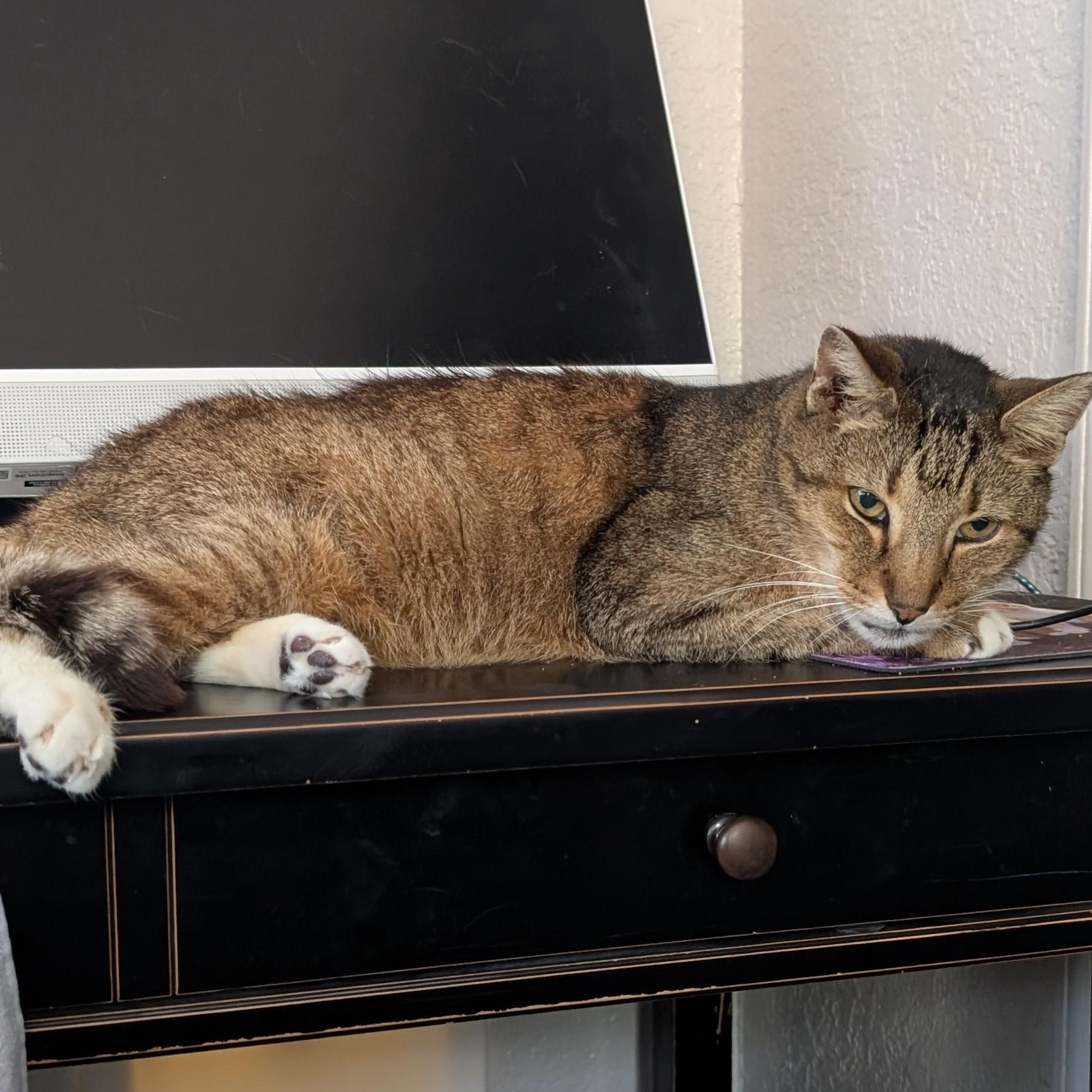 Enlarge Big Guy, a Adoptable Tabby in Fort Lauderdale, FL image 1/2