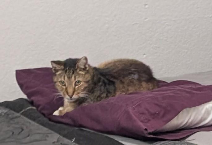 Enlarge Big Guy, a Adoptable Tabby in Fort Lauderdale, FL image 2/2