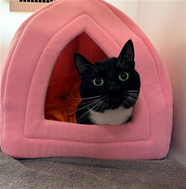 SAITAMA, Adoptable, Young Male Domestic Short Hair.