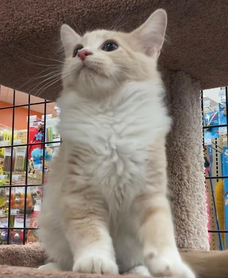 Enlarge Keebler, a Adopted Domestic Long Hair in Somerset, KY image 2/2