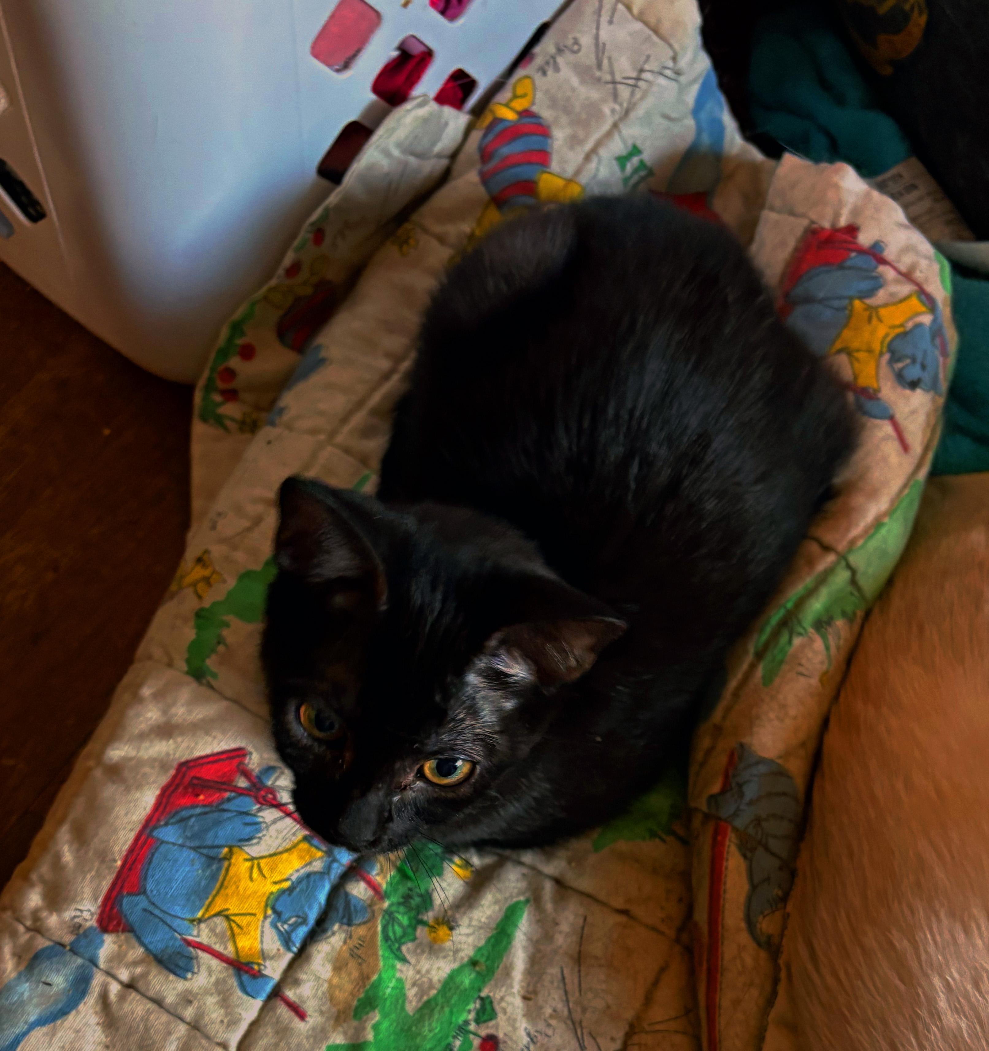 Enlarge Cinnamon, a Adoptable Domestic Short Hair in Fresno, CA image 1/1