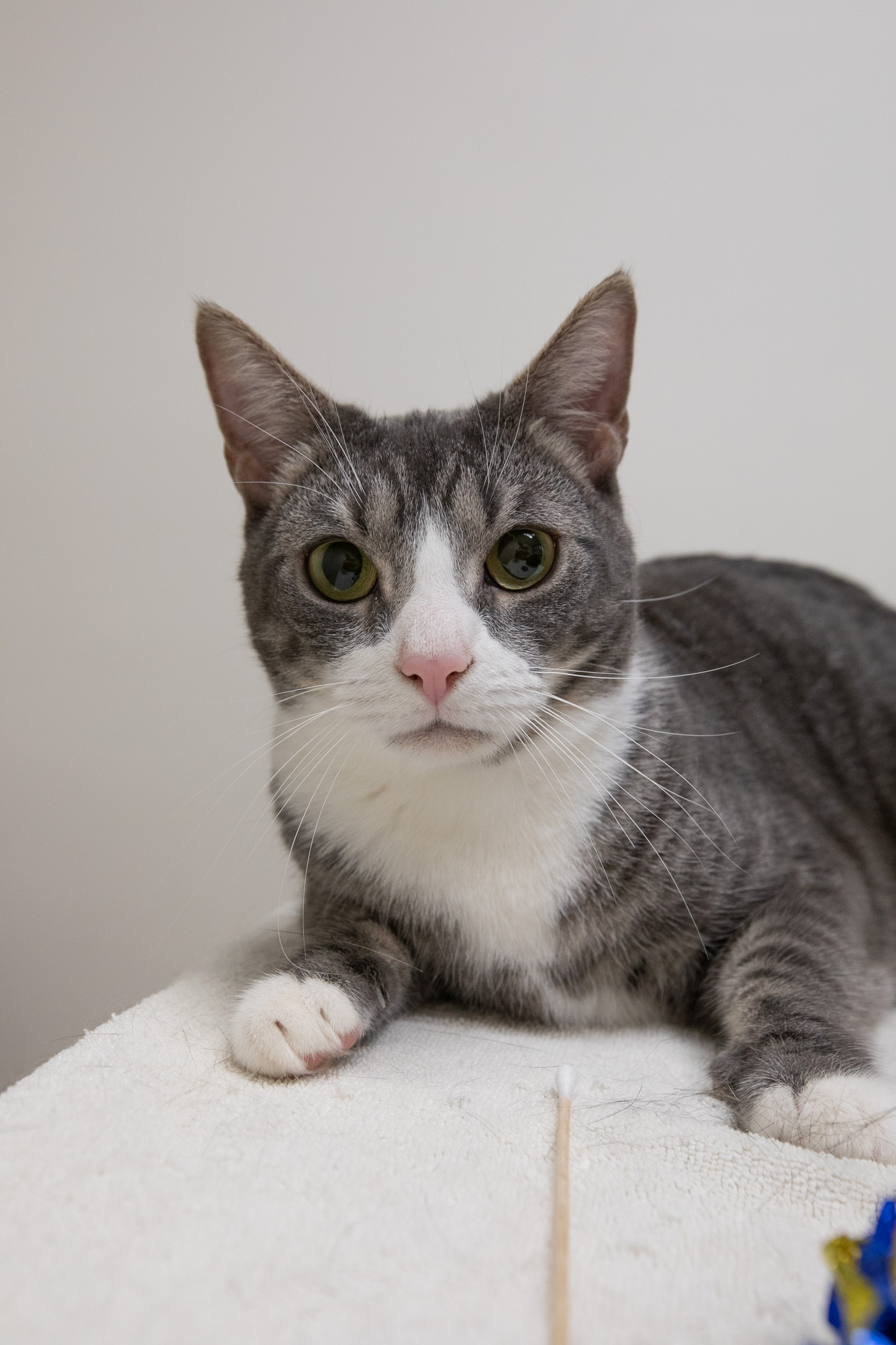 Tubbie, a Adoptable Domestic Short Hair in Montclair, NJ image 2/12