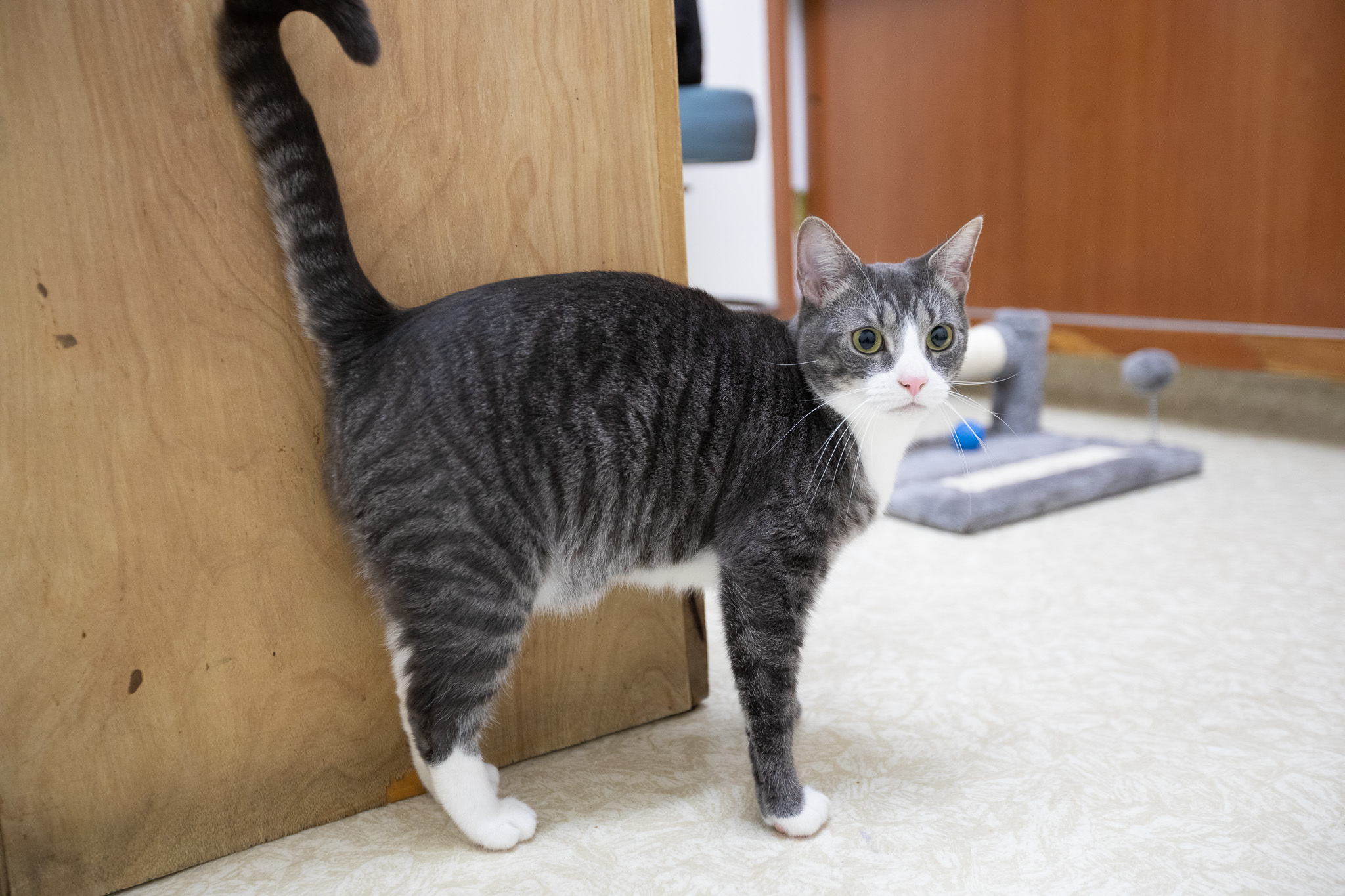 Tubbie, a Adoptable Domestic Short Hair in Montclair, NJ image 3/12