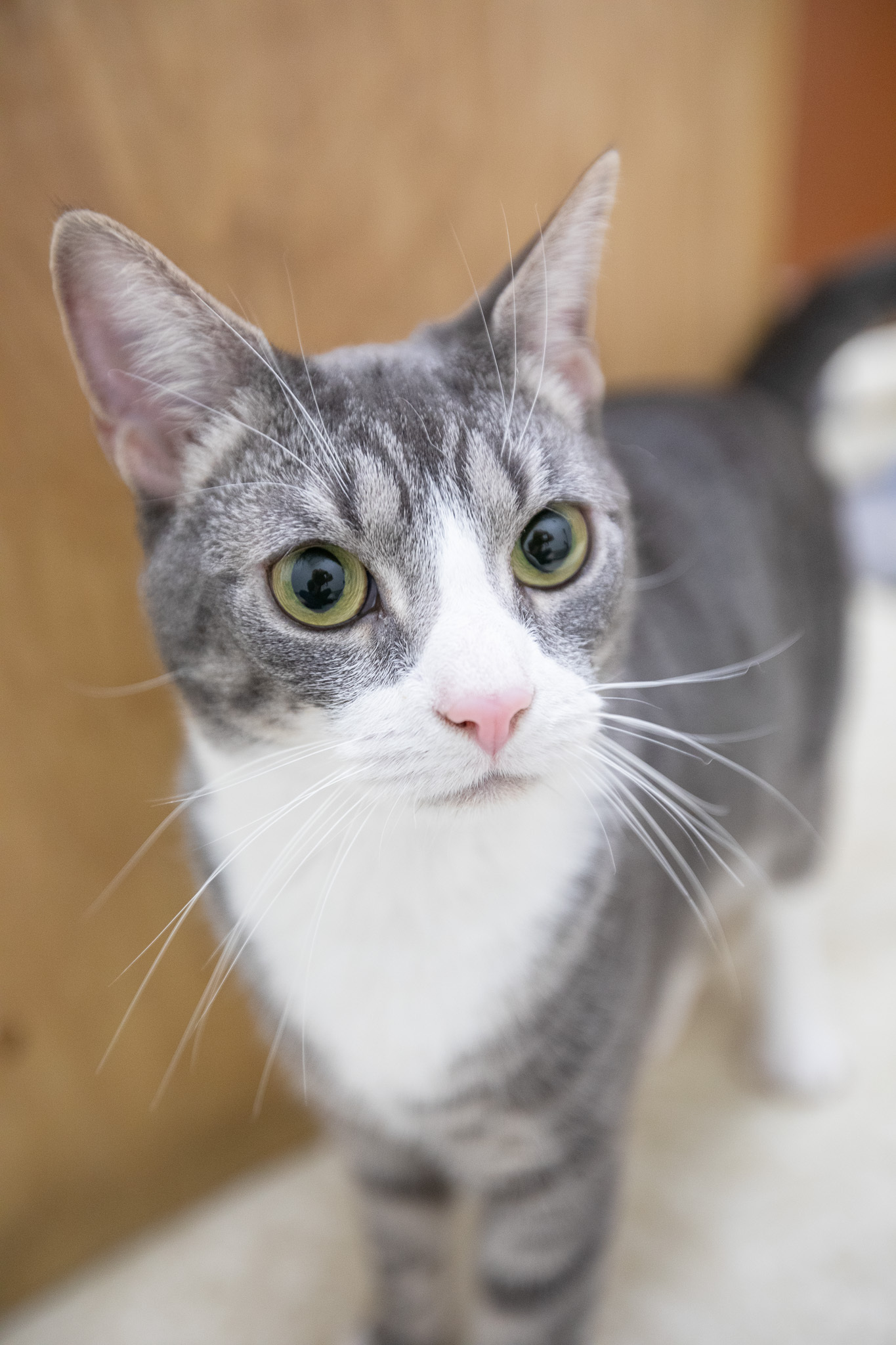 Tubbie, Adult Female Domestic Short Hair