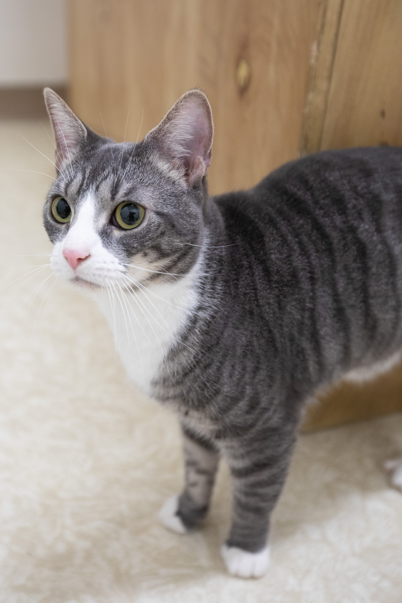 Tubbie, a Adoptable Domestic Short Hair in Montclair, NJ image 5/12