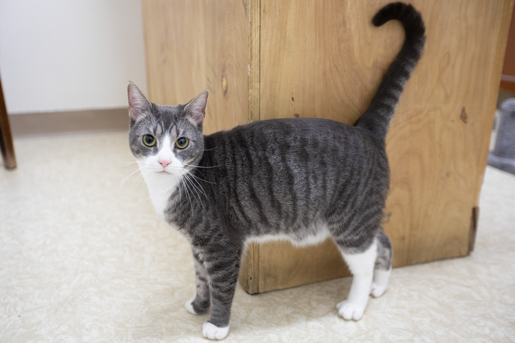 Tubbie, a Adoptable Domestic Short Hair in Montclair, NJ image 6/12