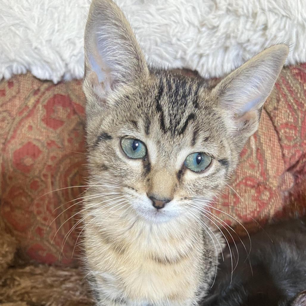 Hermione, Adoptable, Kitten Female Domestic Short Hair.