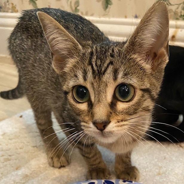 Hermione, a Adoptable Domestic Short Hair in Prosper, TX image 2/2