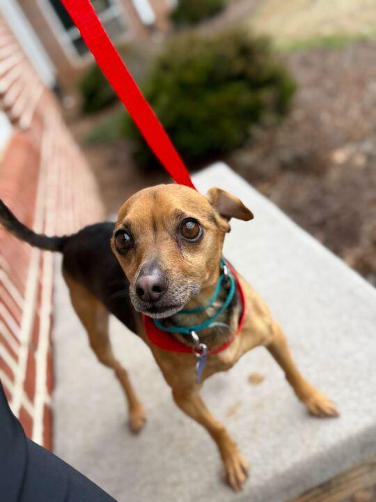 Enlarge Lenny , a ADOPTABLE mixed breed in Maidens, VA image 5/5
