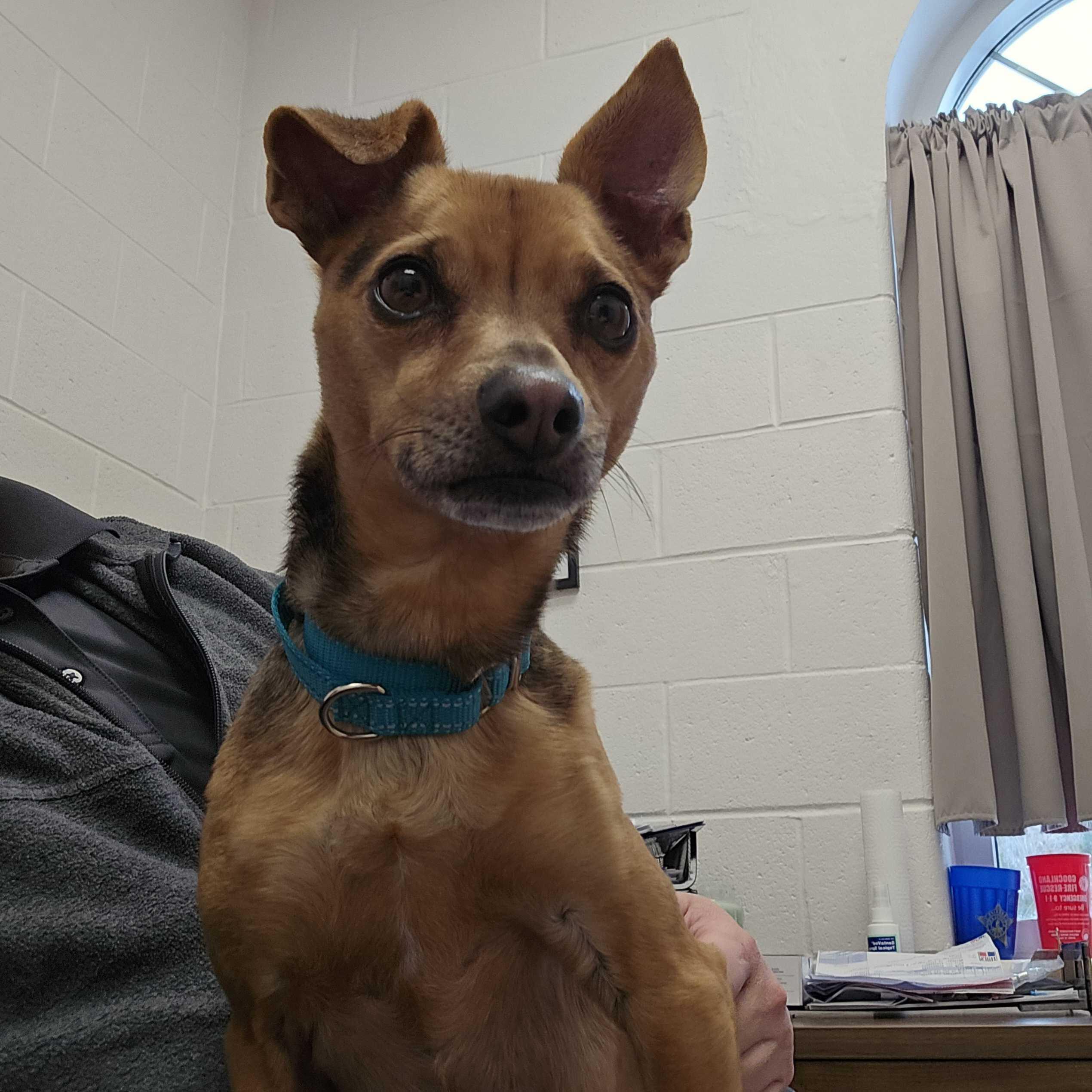 Enlarge Lenny , a ADOPTABLE mixed breed in Maidens, VA image 1/3