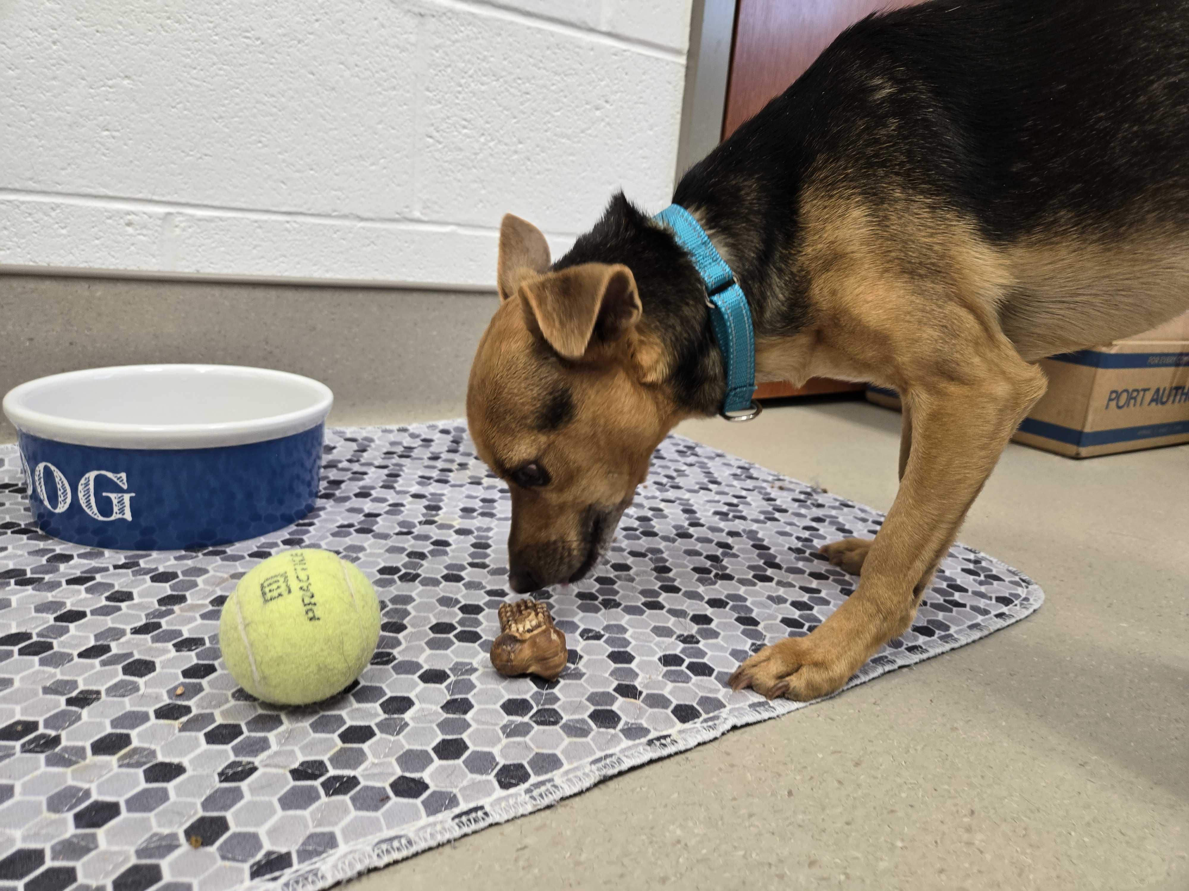 Enlarge Lenny , a ADOPTABLE mixed breed in Maidens, VA image 3/3