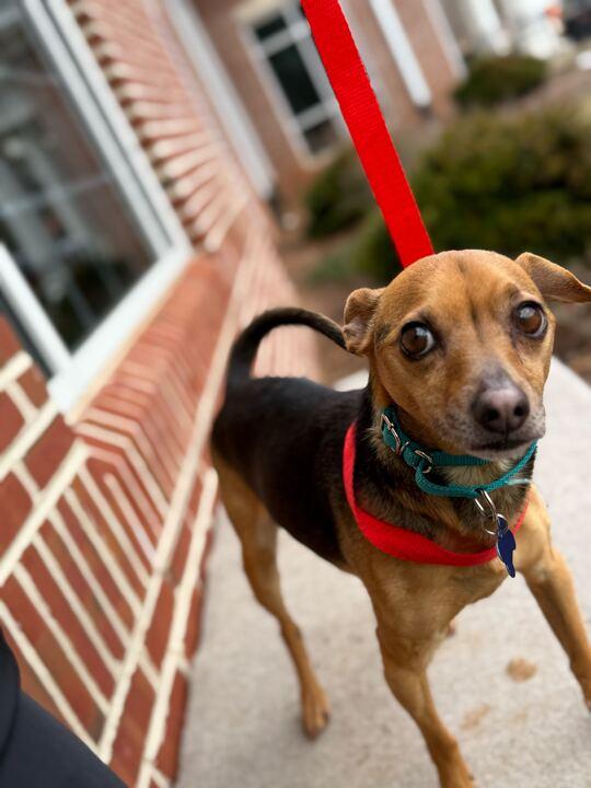 Enlarge Lenny , a ADOPTABLE mixed breed in Maidens, VA image 1/5