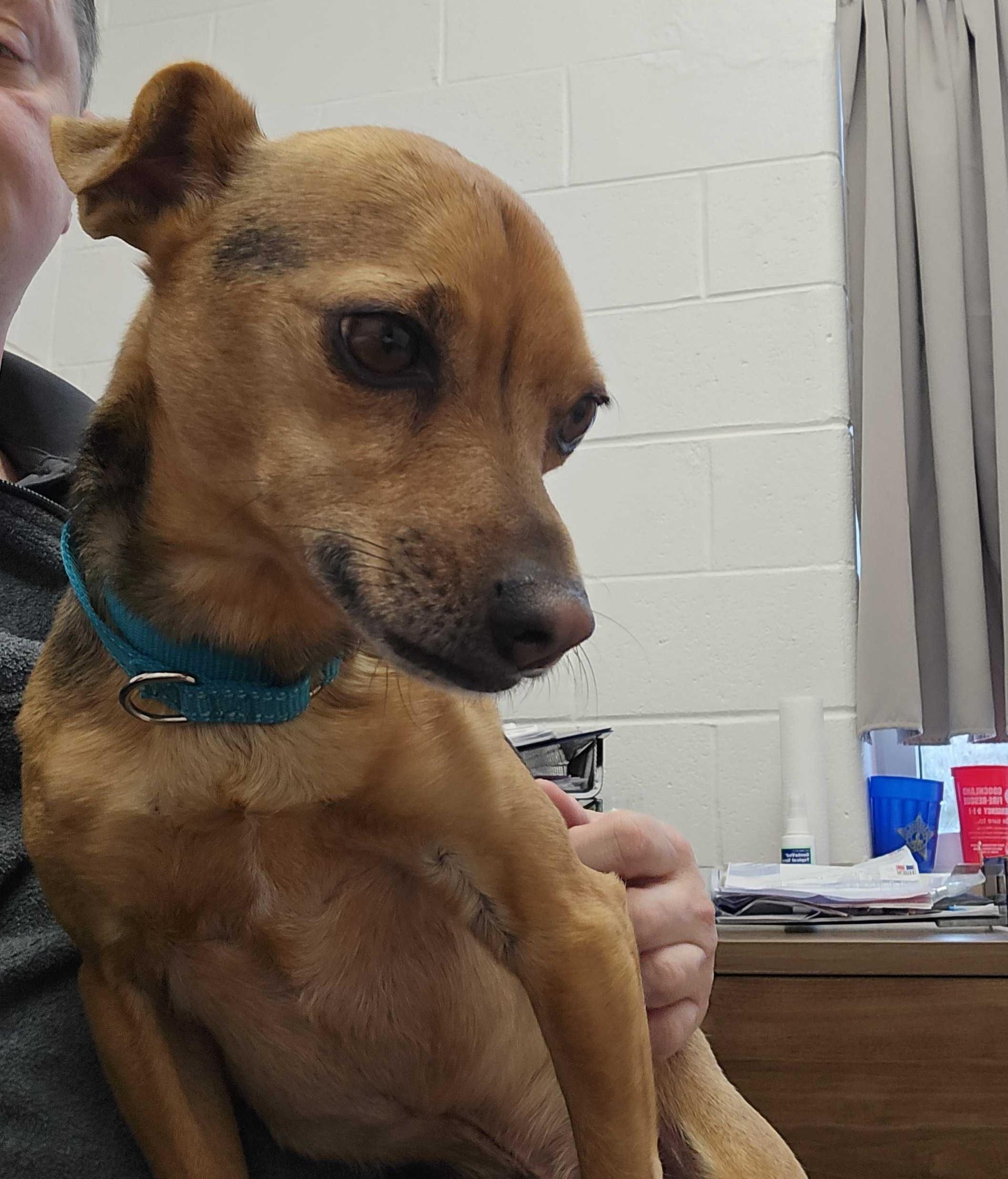 Enlarge Lenny , a ADOPTABLE mixed breed in Maidens, VA image 2/3