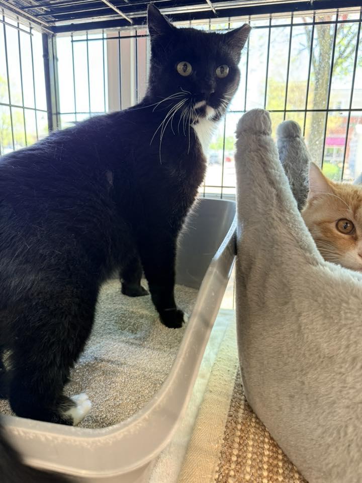 Marko, a ADOPTABLE Domestic Medium Hair in Cleveland, OH image 4/4