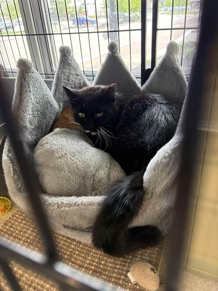 Marko, a ADOPTABLE Domestic Medium Hair in Cleveland, OH image 2/4