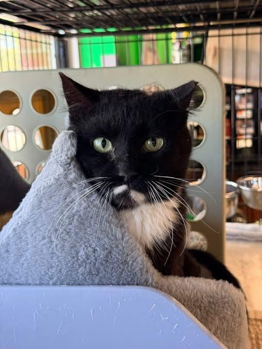 Marko, a ADOPTABLE Domestic Medium Hair in Cleveland, OH image 3/4