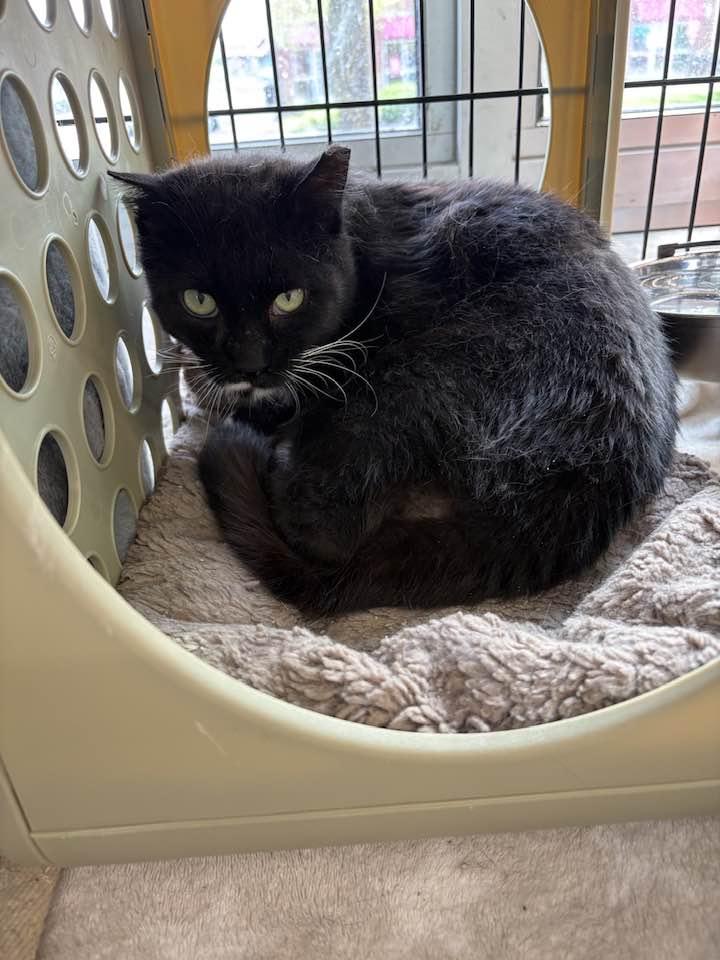 Marko, ADOPTABLE, Young Male Domestic Medium Hair.