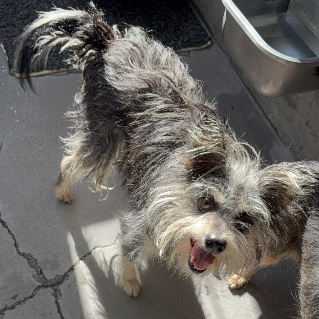 Abby - A2244955, Adoptable, Senior Female Yorkshire Terrier & Mixed Breed.