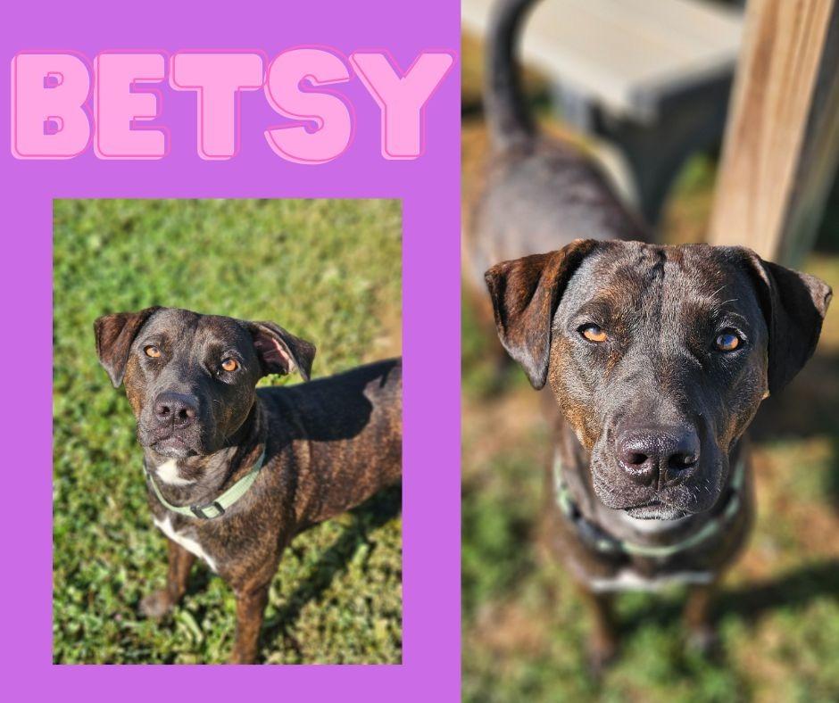 Betsy, Adopted, Young Female Mixed Breed.