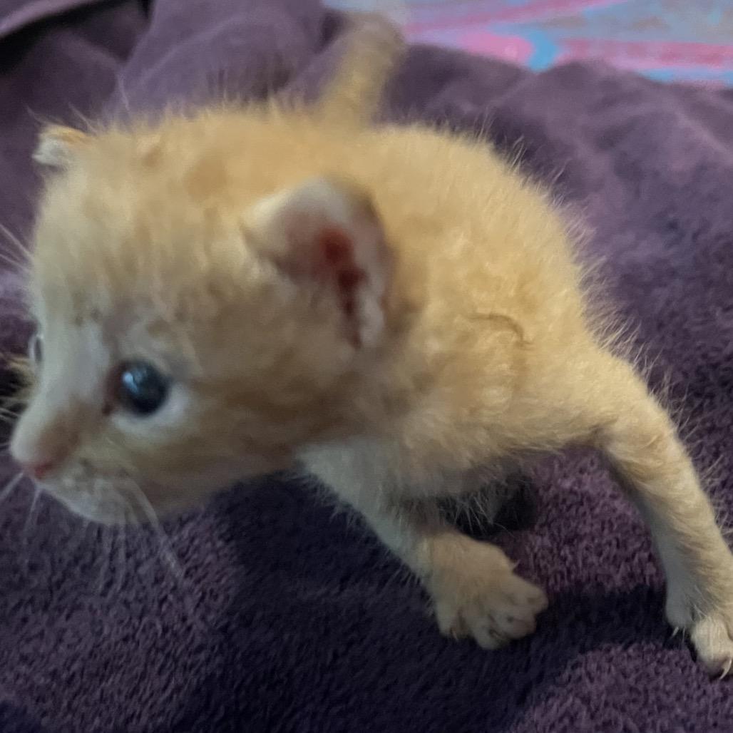Tim, a Adoptable Domestic Short Hair in Baytown, TX image 1/4