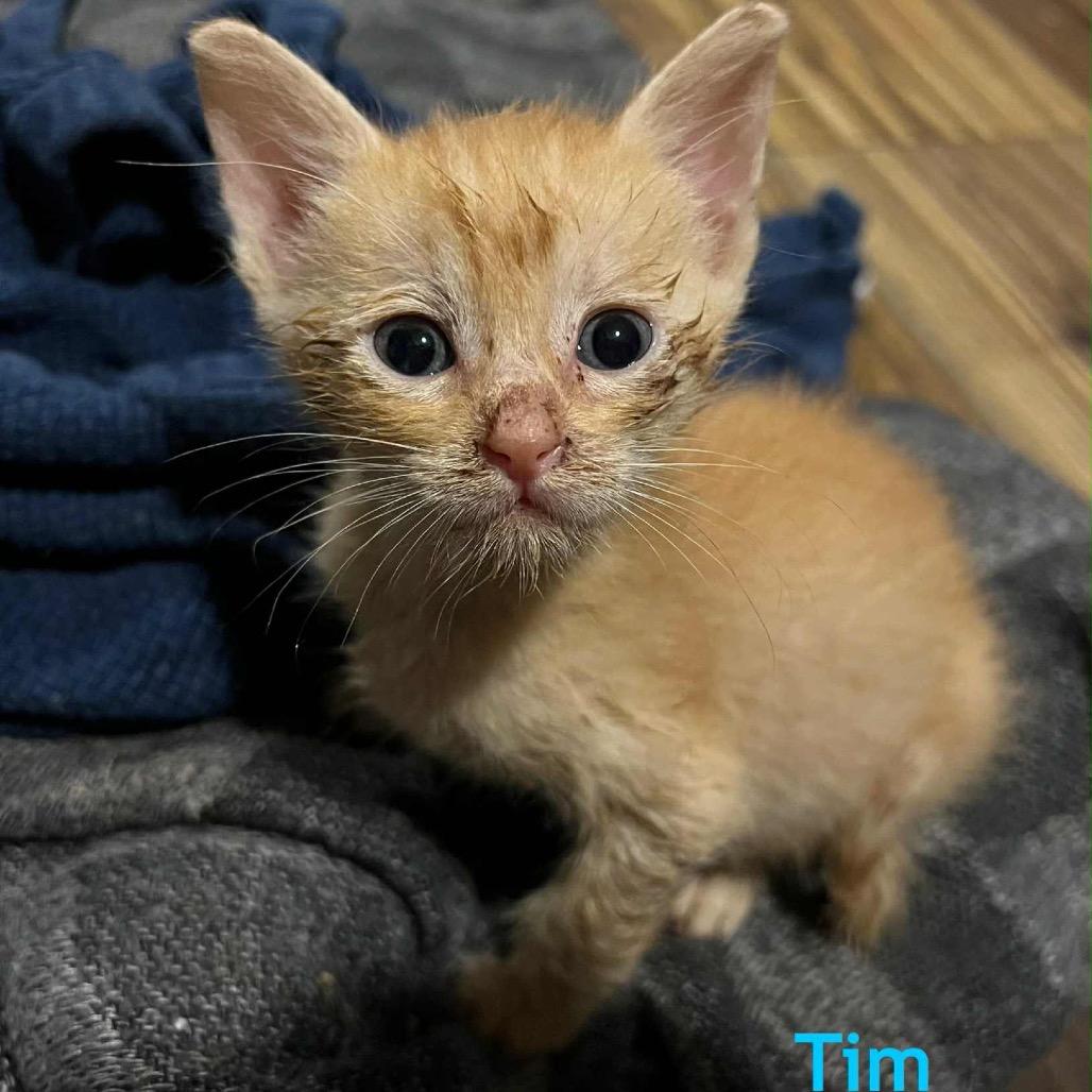 Tim, a Adoptable Domestic Short Hair in Baytown, TX image 2/4