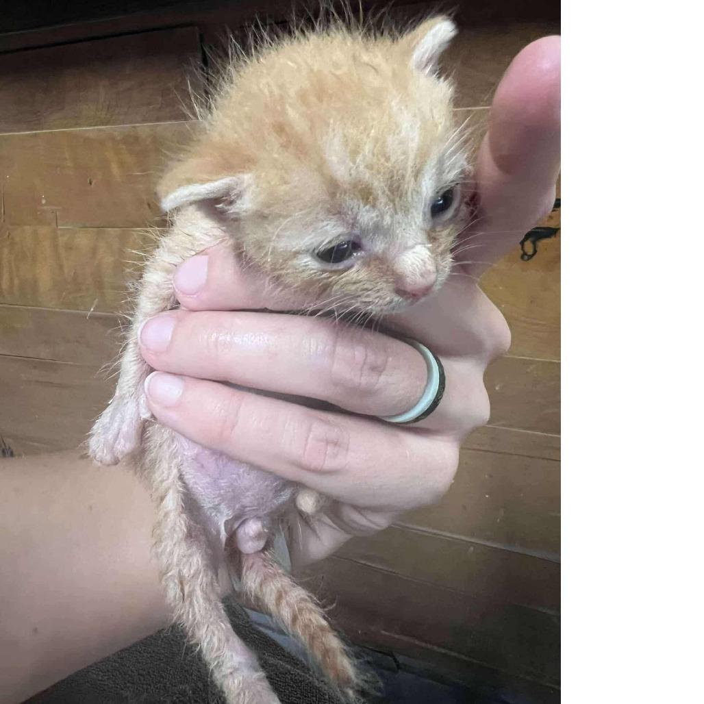 Tim, a Adoptable Domestic Short Hair in Baytown, TX image 3/4