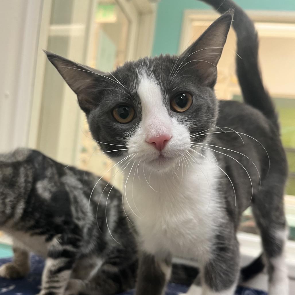 Enlarge Tess, a Adoptable Domestic Short Hair in Fresno, CA image 1/6