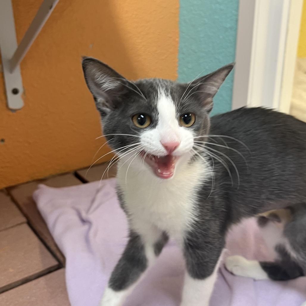 Enlarge Tess, a Adoptable Domestic Short Hair in Fresno, CA image 2/6