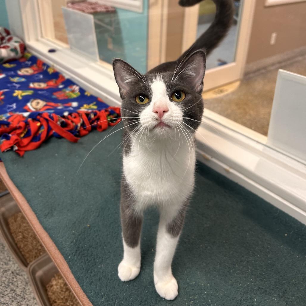 Enlarge Tess, a Adoptable Domestic Short Hair in Fresno, CA image 3/6