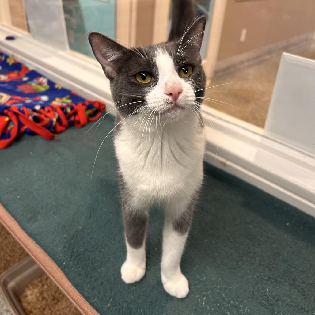 Enlarge Tess, a Adoptable Domestic Short Hair in Fresno, CA image 4/6