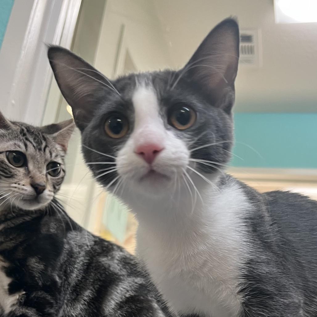 Enlarge Tess, a Adoptable Domestic Short Hair in Fresno, CA image 5/6