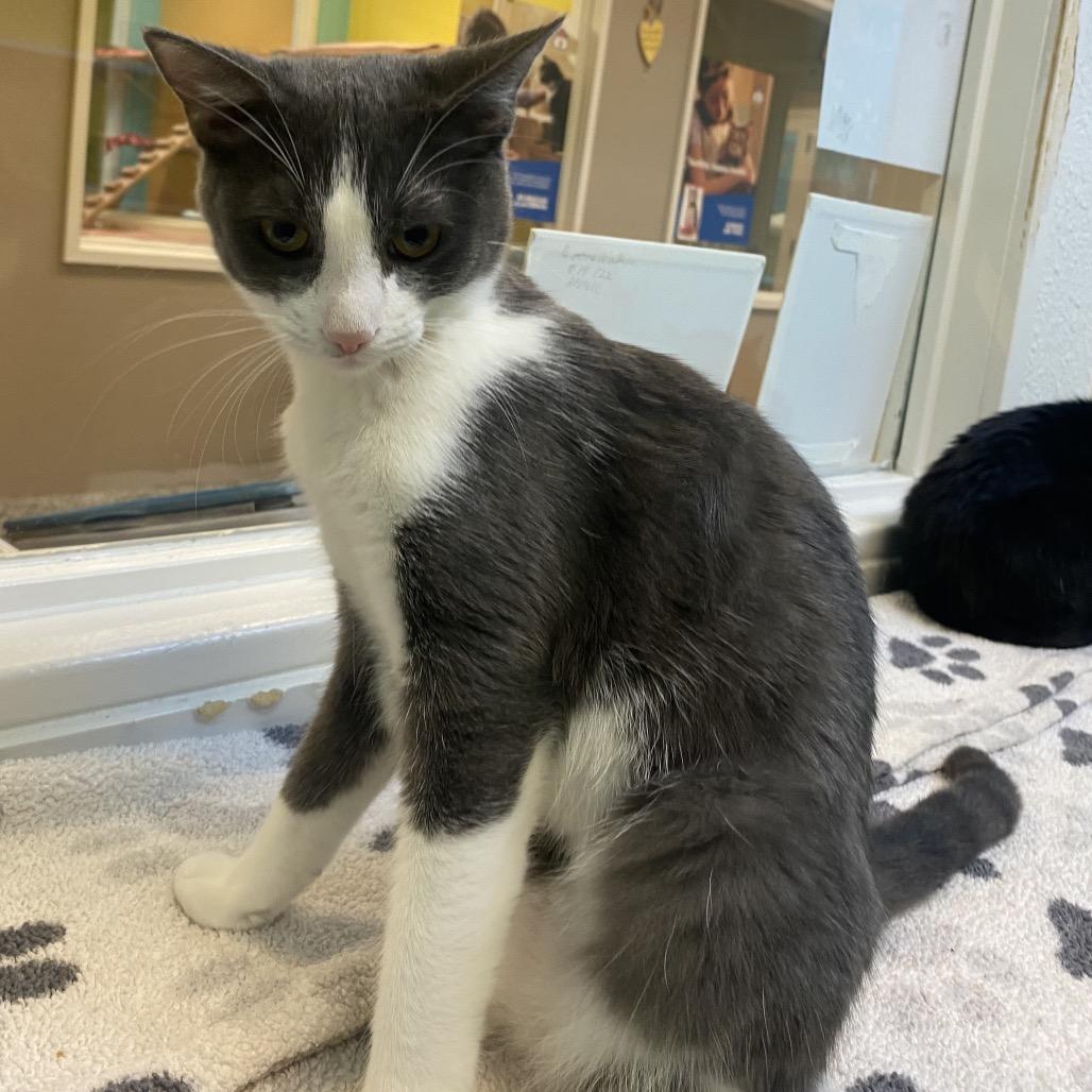 Enlarge Tess, a Adoptable Domestic Short Hair in Fresno, CA image 6/6