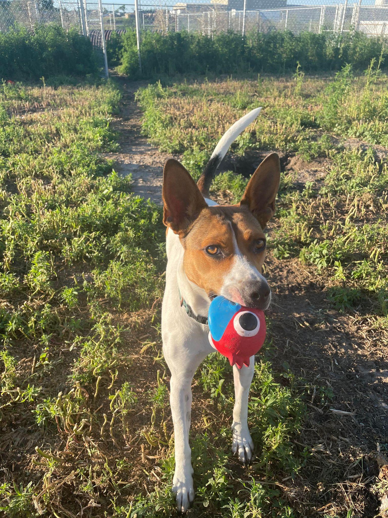 Enlarge Franny, a Adoptable mixed breed in Lenexa, KS image 4/6