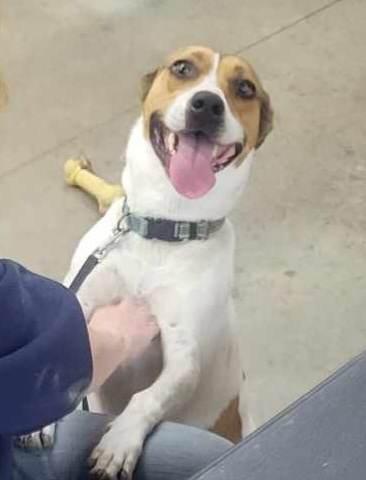 Enlarge Franny, a Adoptable mixed breed in Lenexa, KS image 6/6