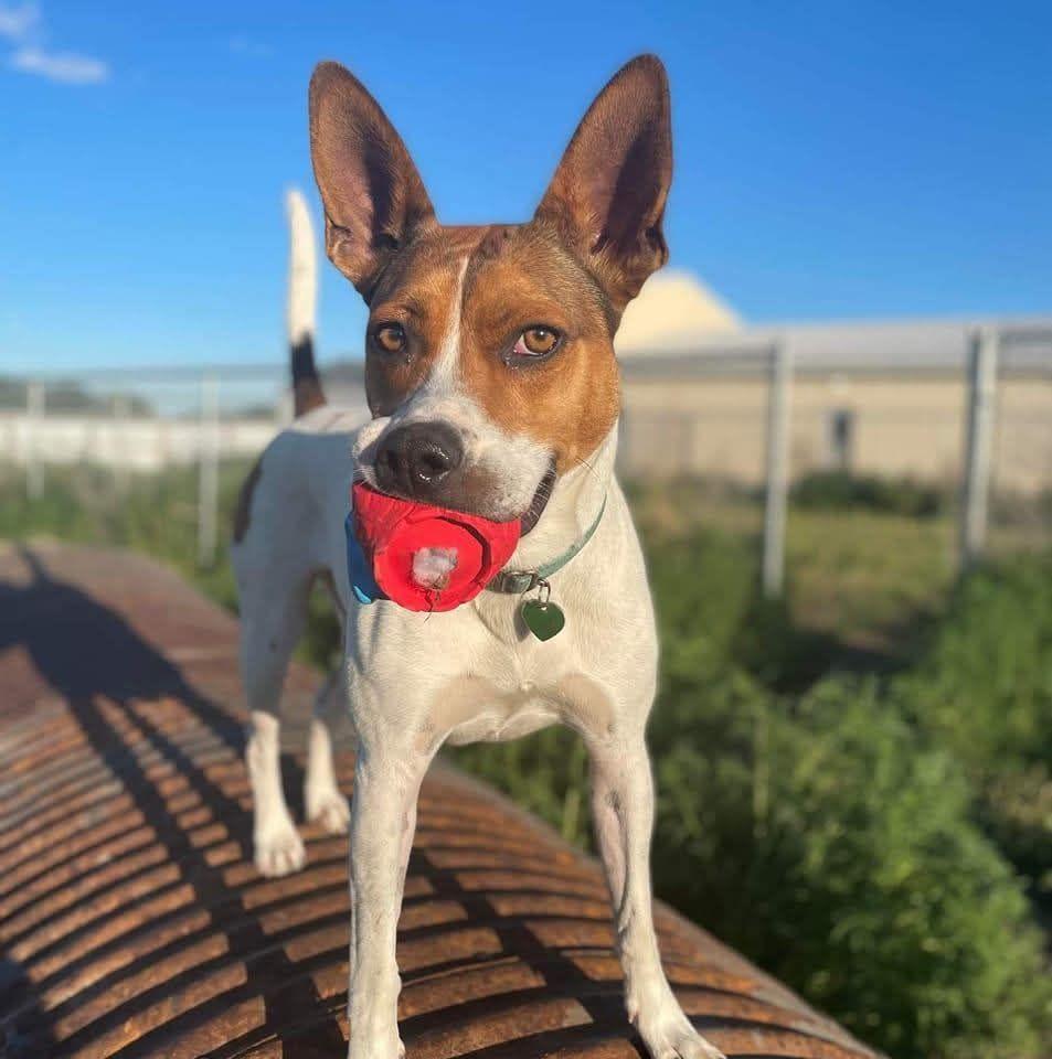 Franny, Adoptable, Adult Female Terrier & Cattle Dog.